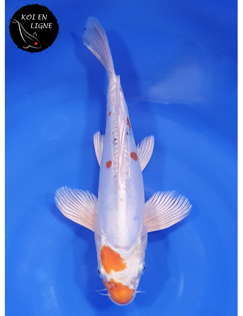 Doitsu Yamatonishiki Voile