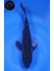 Doitsu Karasugoi Voile