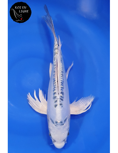 Doitsu Gin Matsuba Voile