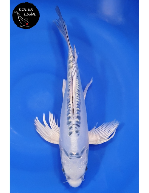 Doitsu Gin Matsuba Voile