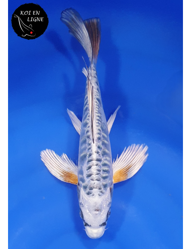 Aragoke Ki Kikokuryu Voile