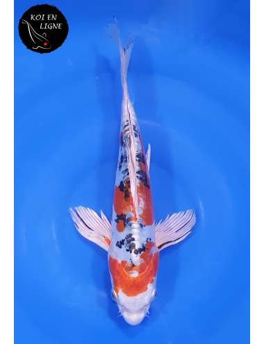 Doitsu Yamatonishiki Voile