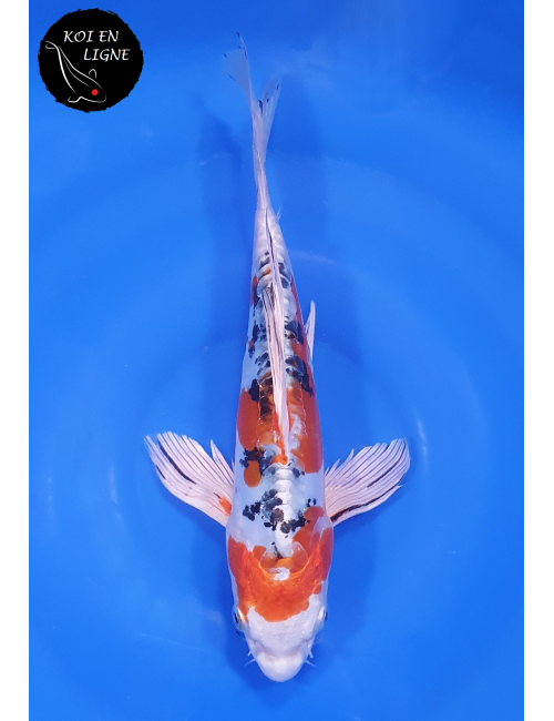 Doitsu Yamatonishiki Voile