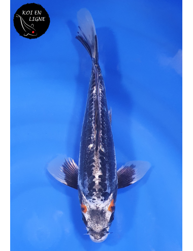 Beni Kikokuryu Voile