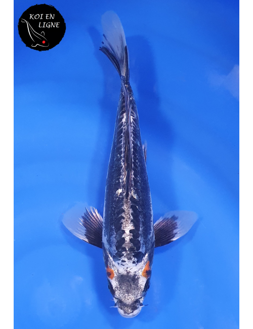 Beni Kikokuryu Voile