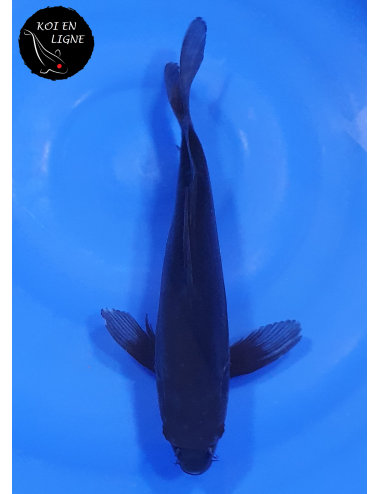 Doitsu Karasugoi Voile