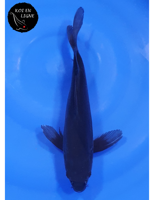 Doitsu Karasugoi Voile