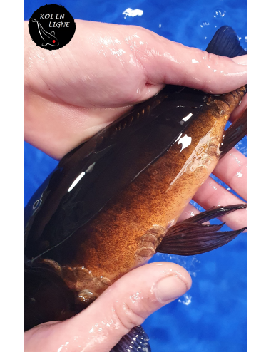 Doitsu Karasugoi Voile