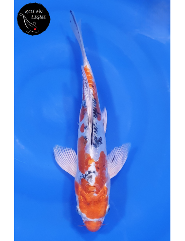 Doitsu Yamatonishiki Voile