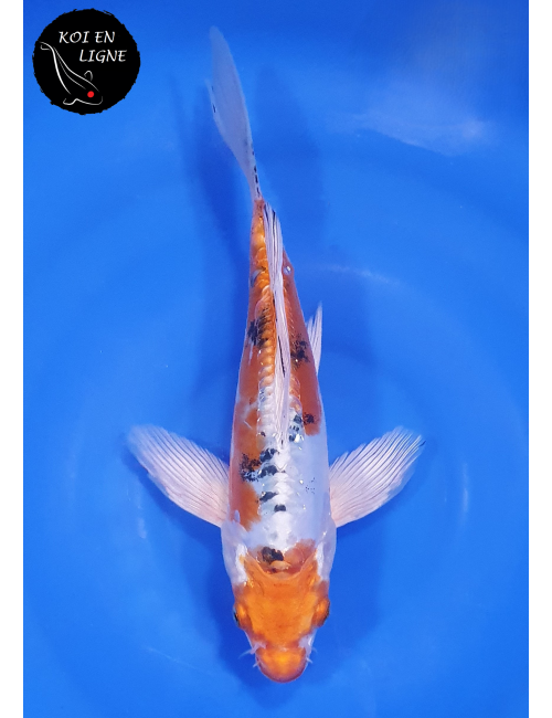 Doitsu Yamatonishiki Voile