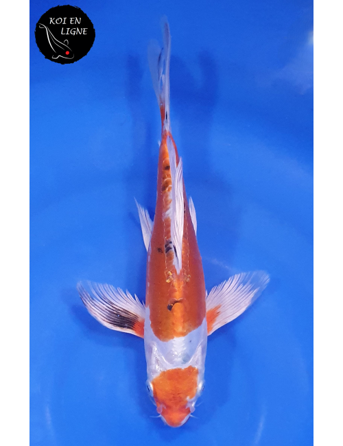 Doitsu Yamatonishiki Voile