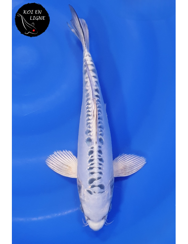 Doitsu Gin Matsuba Voile