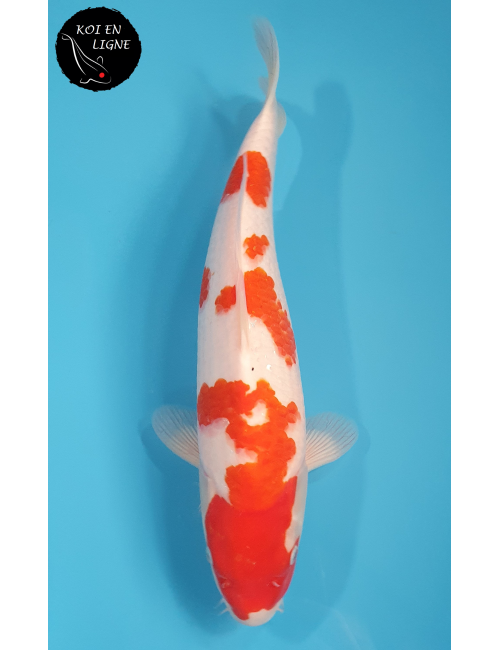 Kohaku