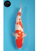 Kohaku