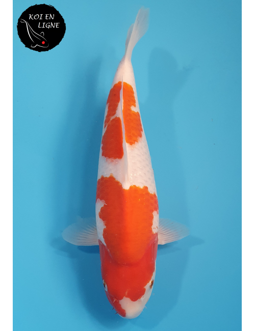 Kohaku
