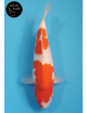 Kohaku