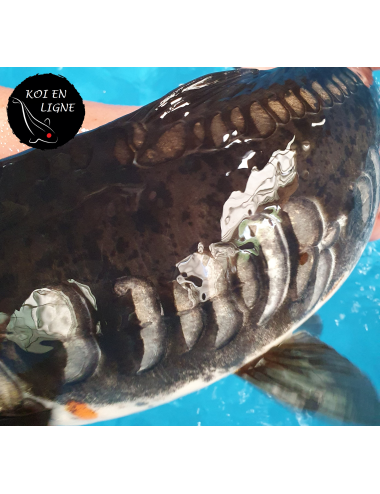 Doitsu Karasugoi Linéaire