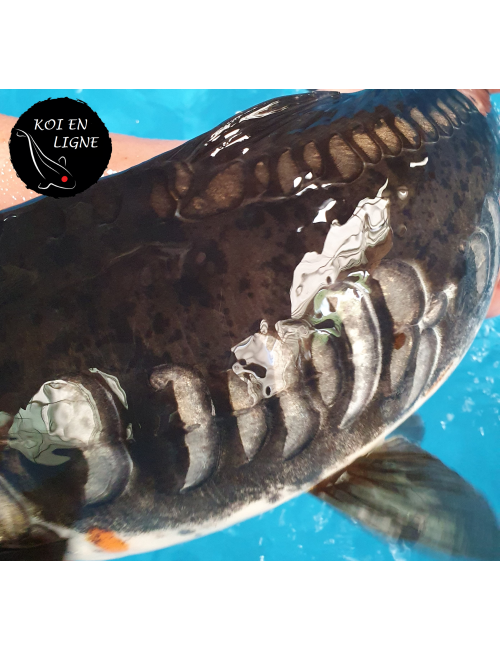 Doitsu Karasugoi Linéaire