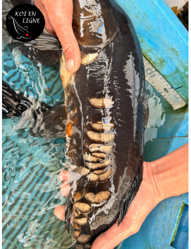 Doitsu Karasugoi Linéaire