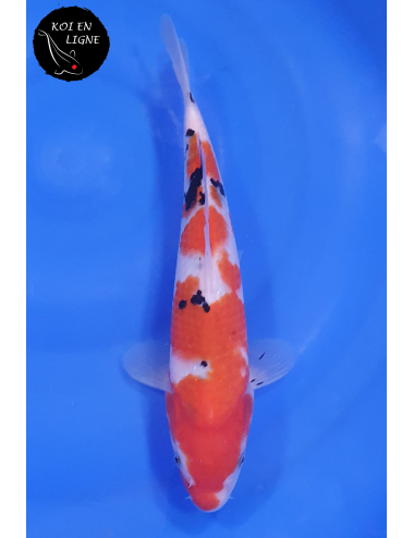 Sanke Lignée Dainichi Mister Sanke Junior