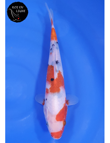 Sanke Lignée Dainichi Mister Sanke Junior