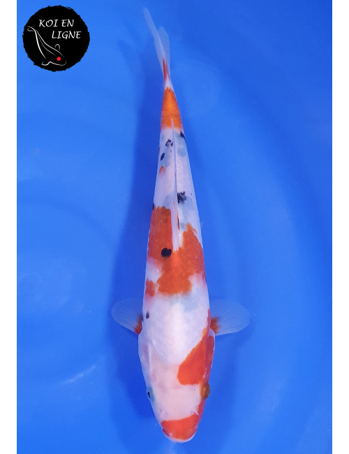 Sanke Lignée Dainichi Mister Sanke Junior