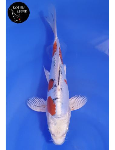 Doitsu Yamatonishiki Voile