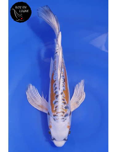 Ki Kikokuryu Kado Gin Voile