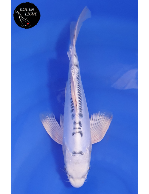 Doitsu Gin Matsuba Voile