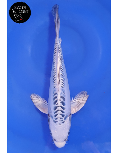 Doitsu Gin Matsuba Voile