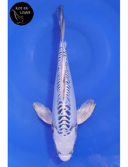 Doitsu Gin Matsuba Voile