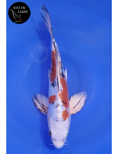 Doitsu Yamatonishiki Voile