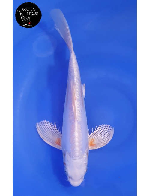 Doitsu Hariwake Voile