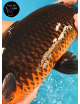 Magoi