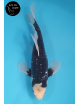 Kumonryu Voile