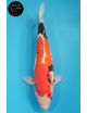 Beni Kumonryu