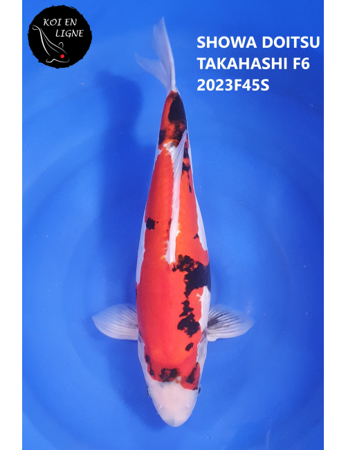 2023 45cm Sansai