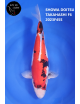 2023 45cm Sansai
