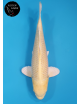 Yamabuki