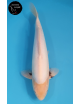 Kumonryu Linéaire