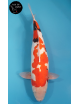 Beni Kumonryu