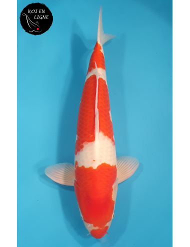 Kohaku