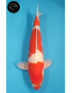 Kohaku