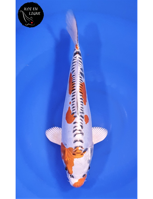 Doitsu Kujaku 1er Prix FKS 06/2023