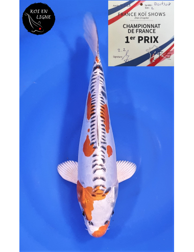 Doitsu Kujaku 1er Prix FKS 06/2023