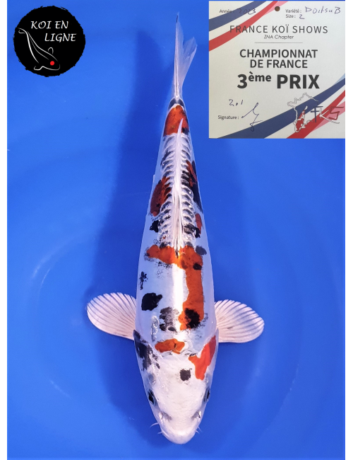 Doitsu Yamatonishiki 3ème Prix FKS 06/2023