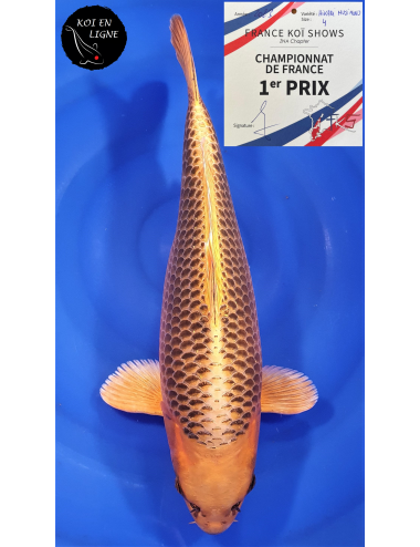 Kin Matsuba 50cm 1er Prix et Best In Variety FKS 06/2023