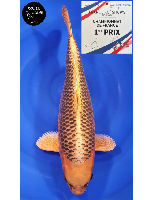Kin Matsuba 50cm 1er Prix et Best In Variety FKS 06/2023