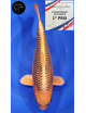 Kin Matsuba 50cm 1er Prix et Best In Variety FKS 06/2023