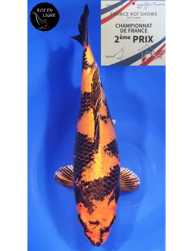 Kin Ki Utsuri 2ème Prix FKS 06/2023